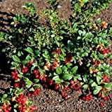 Preiselbeere Red Pearl 15-20cm - Vaccinium vitis idaea