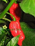 Premier Seeds Direct Chilli "Bhut Jokolia Rot" beinhaltet 10 Samen