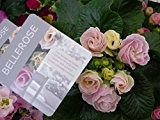Primel Bellerose, Edelprimel für Indoor & Outdoor, Neuheit, aus eigener Gätnerei von Blumen Eber