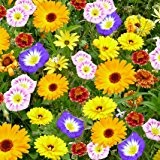 Profiline 4000159049352 Kiepenkerl Blumenmischung Blütenteppich