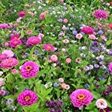 Profiline 4000159049451 Kiepenkerl Blumenmischung Bauerngarten