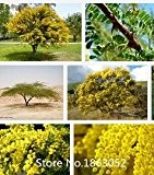 Promotion Neue Hausgarten-Anlagen 100 Samen GOLDEN MIMOSA Akaziensamen Baileyana Gelb Akazie Baum Blumensamen November