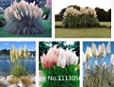 Promotion Neue Rare Lila Pampas-Gras-Samen Zierpflanze Blumen Cortaderia Selloana Grassamen 100 Stücke / Los Novel See