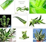 Promotion Succulents Samen, MESA Aloe polyphylla Rotation Aloe vera Samen Königin Blumensamen, 300pcs / bag Novel Seed