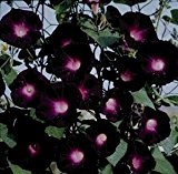 Prunkwinde ''Kniolas Black'' 10 Samen , Ipomea Samen-großen, seidigen Blüten