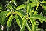 Prunus lusitanica Angustifolia (Portugisische Lorbeerkirsche à Italia) 30-40cm / 4l-Container (Mediterrane Pflanzen, Zitrusfrüchte)
