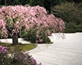 Prunus serrulata, Japanische Zierkirsche 5 Samen -Sehr Zierbaum (Cherry Japanese Flowering)