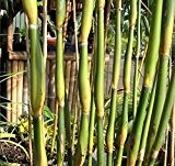 Pseudosasa Japonica 'Tsutsumiana' - Grüner Zwiebel Bambus (75-100 cm / 5-10 Halme)