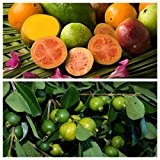 Psidium Guave, Echte Guave 30 frische Samen!!