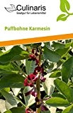 Puffbohne Karmesin | Bio-Bohnensamen von Culinaris Saatgut