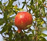 Punica granatum echter Granatapfel Baum Grenadine essbare Früchte Pflanze 10cm