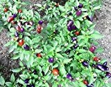 Purple Loco Chili 10 Samen -Der Blickfang im Garten-