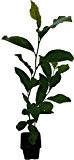 Purpur-Magnolie - Susan - Magnolia Pflanze Strauch mit sehr auffälligen Blüten