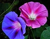 Purpur-Prunkwinde Mix - Ipomoea purpurea - 50 Samen