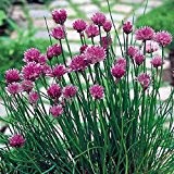 Purpur Schnittlauch-Allium schoenoprasum 250 Samen