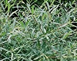 Purpurweide ** Salix purpurea ** (10 Stück  Purpurweide Str. v. 4Tr. 60-100 cm )
