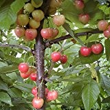 Querfurter Königskirsche, Kirschbaum Buschbaum, Prunus avium, Obstbaum winterhart, Kirsche rot gelb, im Kübel, 120 - 150 cm