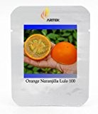 Quito orange Naranjilla Lulo Lulo Fruchtsamen, Profi-Pack 100 Samen / Pack, Essbare E3342
