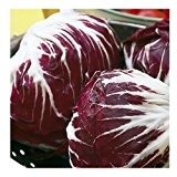 Radicchiosalat Palla Rossa - Cichorium intybus - 1000 Samen