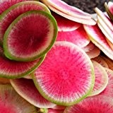 Radieschen Wassermelone - 200 Samen