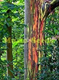 * RAINBOW TREE * 200 Samen * (Eucalyptus deglupta) * Mindanao Gum Baumsamen seltenen Baumsamen für Garten für Haus und ...