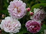Rambler "Seven Sister's Rose" - (wurzelnackte Pflanze)