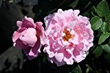 Ramblerrose Gerbe Rose im 7 Liter Rosentopf