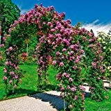 Ramblerrose 'Veilchenblau®' - 1 Pflanze