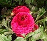 Ranunkeln - Ranunculus asiatikus " Rosa " (5)