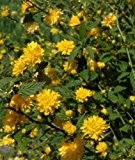 Ranunkelstrauch gelb blühend, Kerria japonica pleniflora 1 Strauch im 3 Liter Topf
