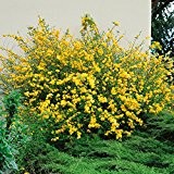Ranunkelstrauch (Kerria) gelb, 1 Pflanze