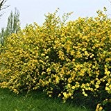 Ranunkelstrauch (Kerria) gelb, 2 Pflanzen
