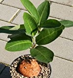 Raphionacme palustris - Caudexpflanze - 10 Samen