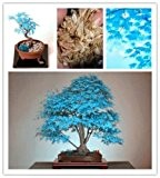 Rare Blau Maple Samen Maple Samen Bonsai-Baum-Pflanzen Topfgarten Japanischer Ahorn-Samen 30 Stücke / Los f63