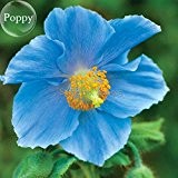 Rare Blue Corn Island-Mohnblume Einjährige Blumen, 100 Samen, beleuchten Ihr Garten E3594