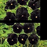 Rare Super schwarz Petunie Blumensamen 100 Kühe Samen / bag Bonsai Morning Glory für zu Hause Gartenpflanze