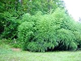 Rarität 1 Pflanze ca. 100-110 cm. Winterharter Bambus Phyllostachys bissetii bis -22 Grad