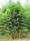 Rarität 1 Pflanze ca. 100cm. Frostharter Phyllostachys aureosulcata 'Aureocaulis' bis -25 Grad Goldener Bambus RIESENBAMBUS