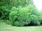 Rarität 1 Pflanze ca. 180 cm. Winterharter Bambus Phyllostachys bissetii bis -22 Grad