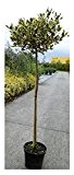 RARITÄT Ilex Aquifolium Ferox Argentea Hochstamm Größe 125-130cm cm direkt aus der Baumschule