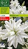 Rarität: Lilium orientalis - Lilie Innocent Lady Gr.: 12/14