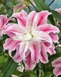 Rarität: Lilium orientalis - Lilie Sweet Rosy Gr.12/14 *