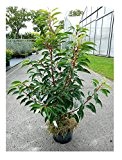 RARITÄT Portugiesische Lorbeerkirsche Prunus lusitanica Angustifolia Größe 70-90 cm
