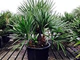 RARITÄT Rhapidophyllum hystrix Größe 100-120 cm. Eine der frosthärtesten Palmen der Welt bis -25 Grad