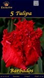RARITÄT: Tulipa Gefranste Tulpe " Barbados " (5)