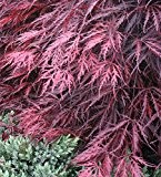 Rarität Winterharter Japanischer Acer palmatum Garnet Ahorn ca.60cm Frosthart