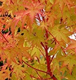 Rarität Winterharter Japanischer Fächerahorn Acer palmatum Sangokaku Ahorn ca.80cm Frosthart