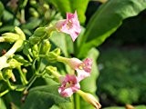 Rauchtabak Nicotiana tabacum 100 Samen