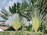 Ravenala Madagascariensis, Baum der Reisenden, praechtige Art, 10 Samen