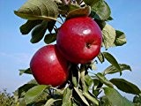 Red River ® Säulenapfel, Apfel, Apfelbaum ca. 80-100 cm im 7,5 Liter Topf, M 7